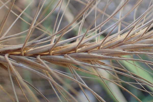 Medusahead-rye