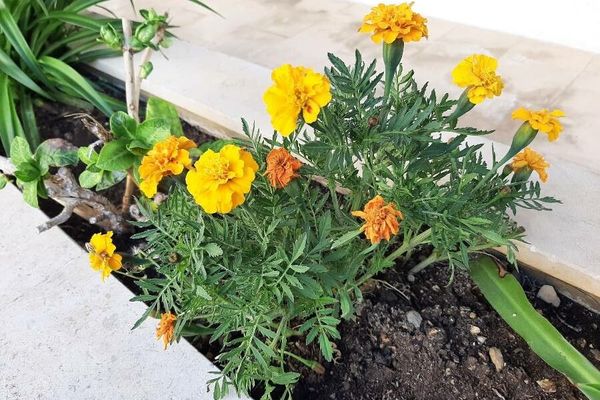 African marigold