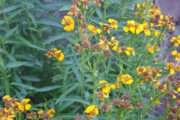 Mexican mint marigold