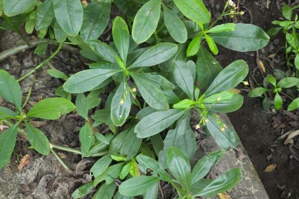 Surinam-purslane