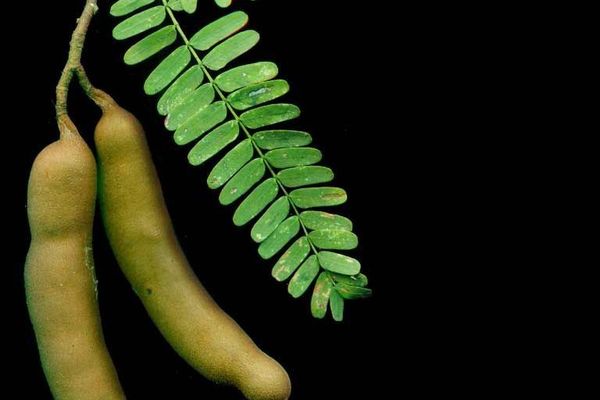 Tamarind