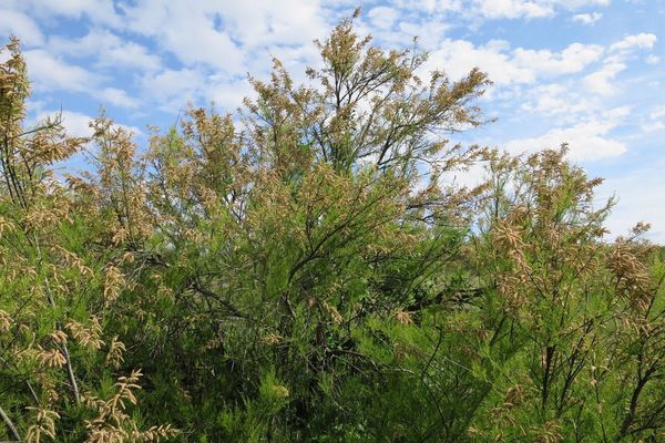 African tamarisk