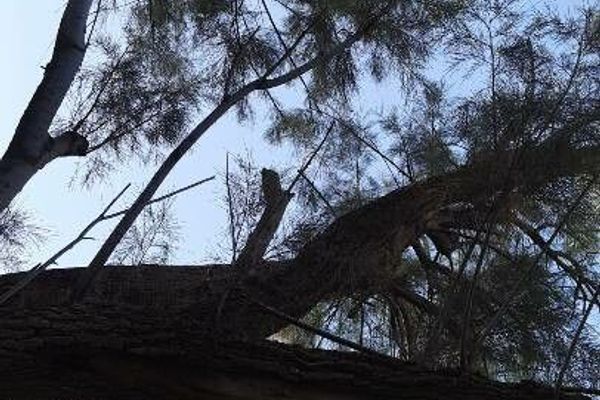 Athel tamarisk