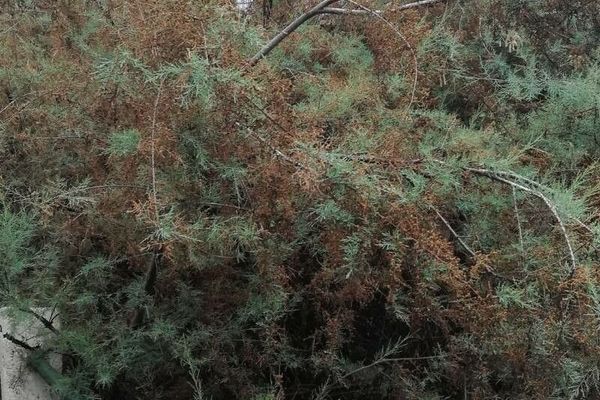 Canary island tamarisk