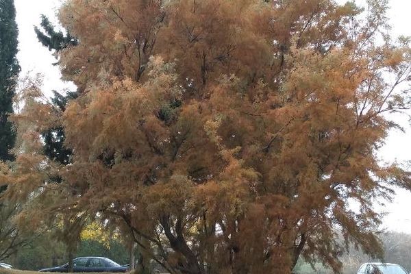 Tamarisk