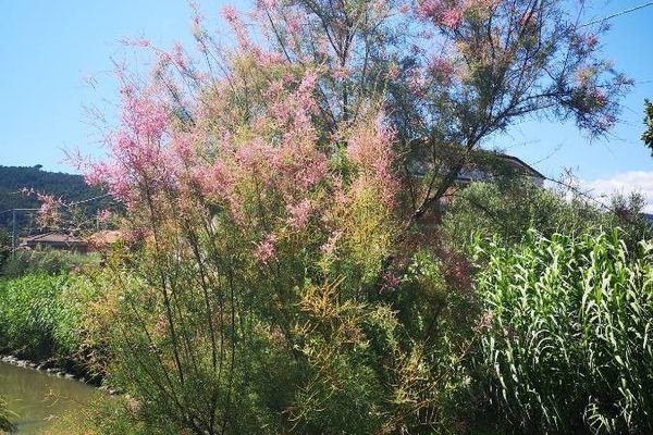 Salt-cedar
