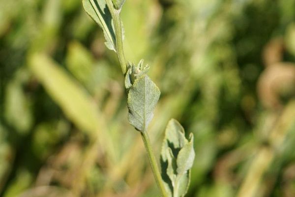 Costmary
