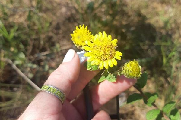 Lake huron tansy