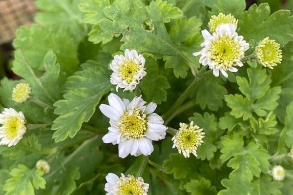 Feverfew