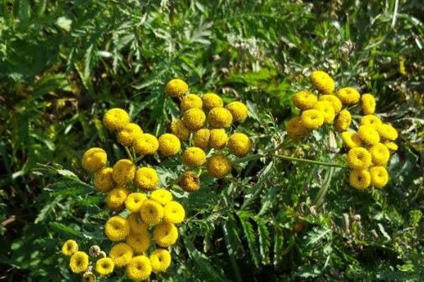 Golden-buttons