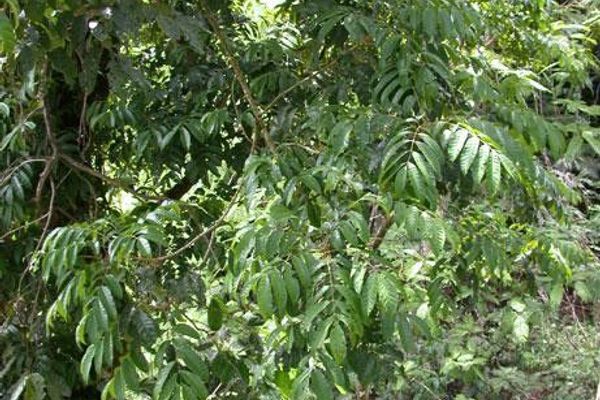 Tapirira guianensis