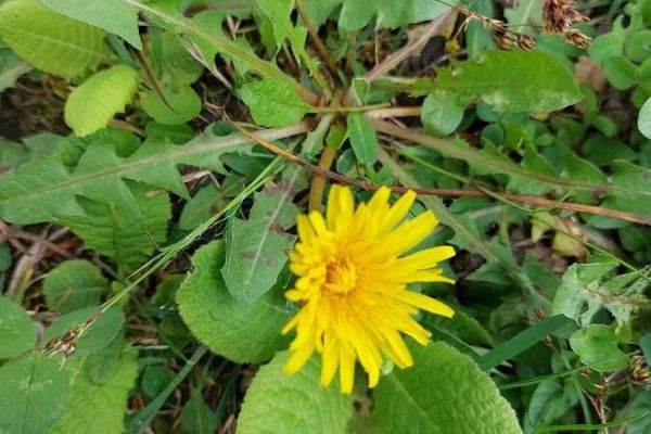 Taraxacum campylodes