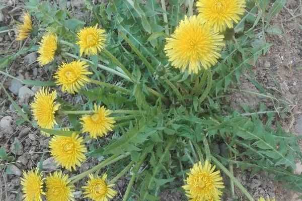 Rock dandelion