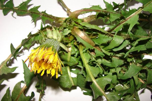 Dense-bracted dandelion