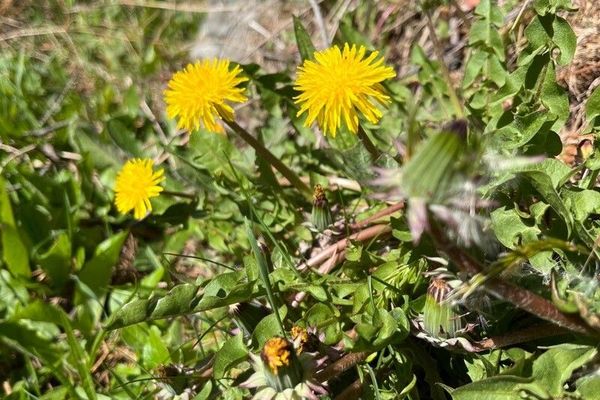 Orange-tipped dandelion