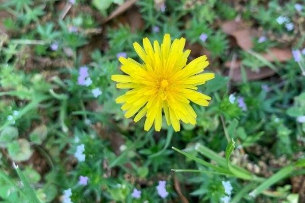Taraxacum platycarpum