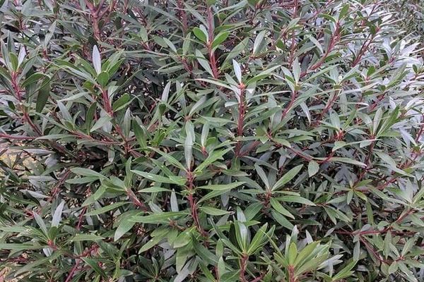 Mountain-pepper