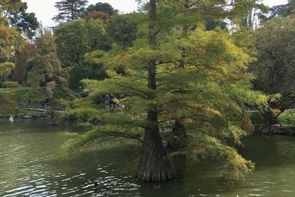 Bald-cypress
