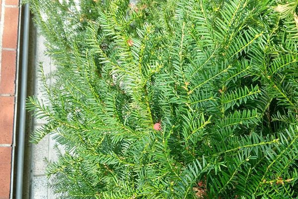Pacific yew