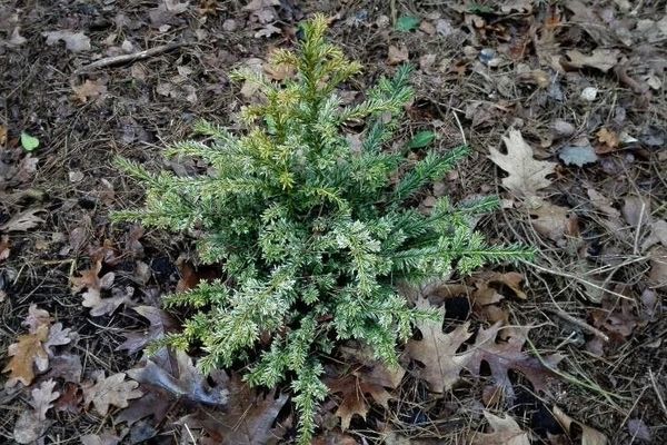 Ground-hemlock