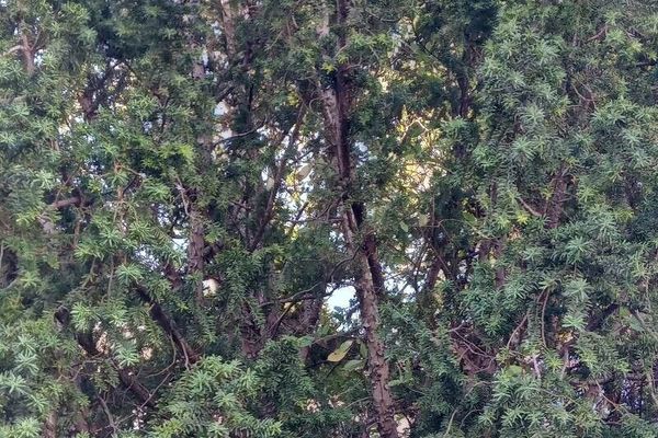 Japanese yew