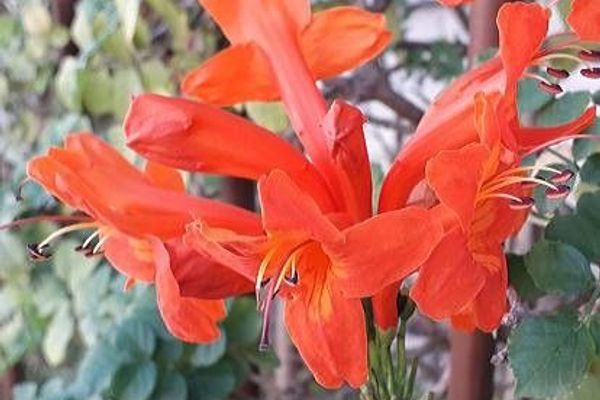 Cape-honeysuckle
