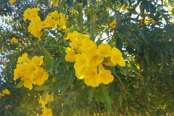 Trumpet-flower