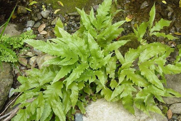 Broad halberd fern