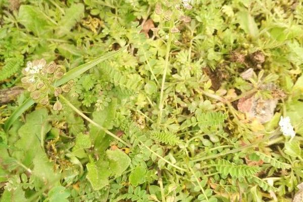 Barestem teesdalia
