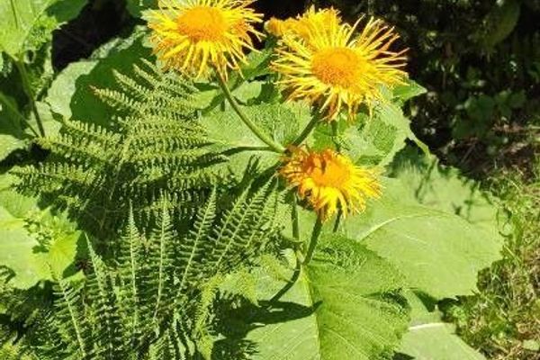 Yellow oxeye