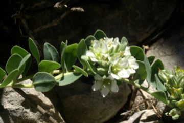 Telephium imperati