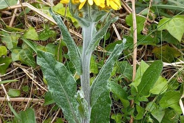 Tephroseris helenitis