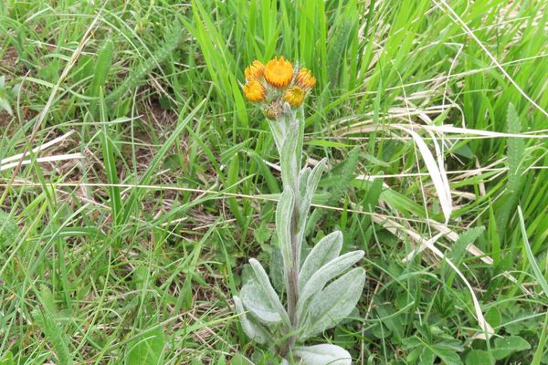 Field fleawort