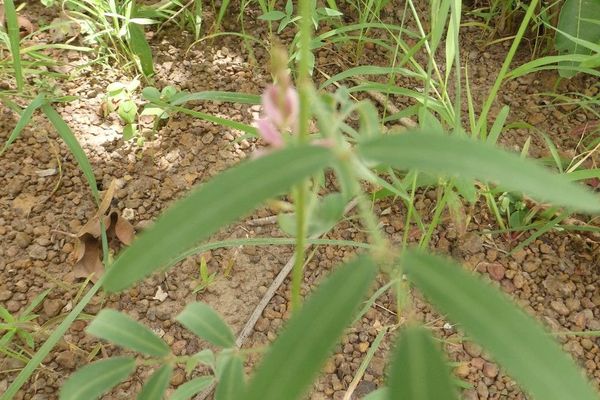 Tephrosia bracteolata