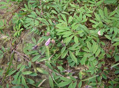 Ashen hoarypea