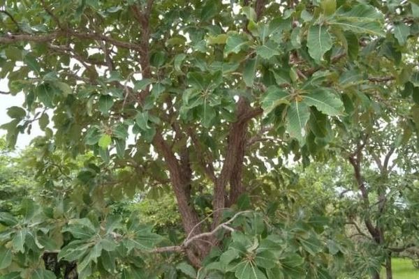 Terminalia avicennioides