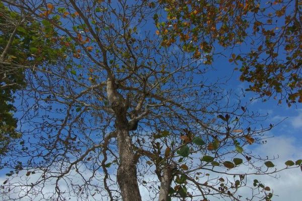 Indian-almond