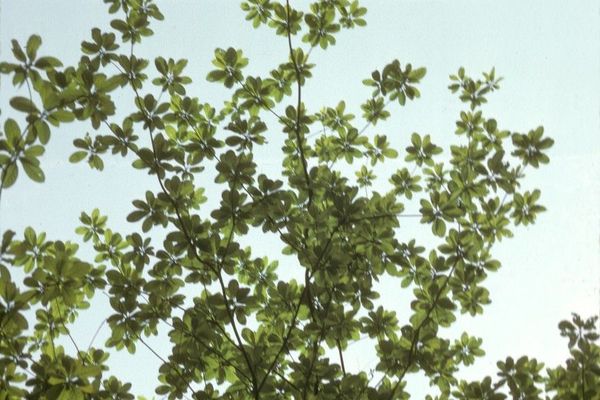 White afara