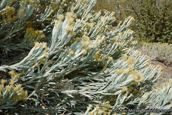 Common horshbrush