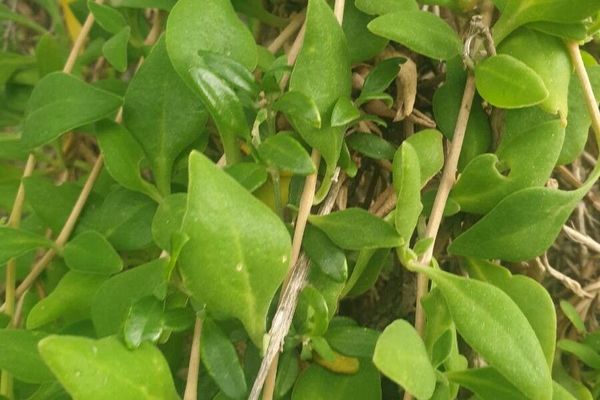 Tetragonia implexicoma