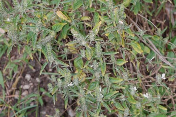 Hairy fournwort