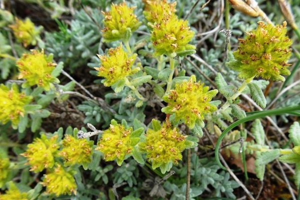 Teucrium aureum