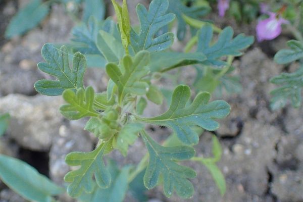 Cut-leaf germander