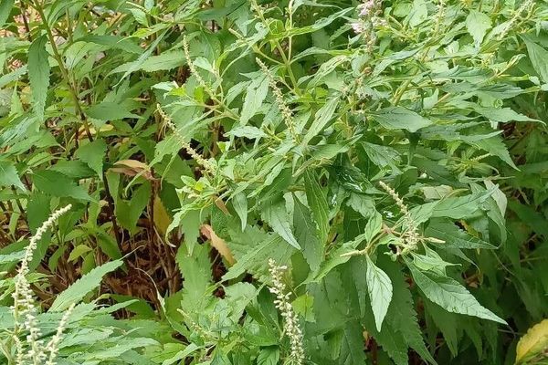 American germander