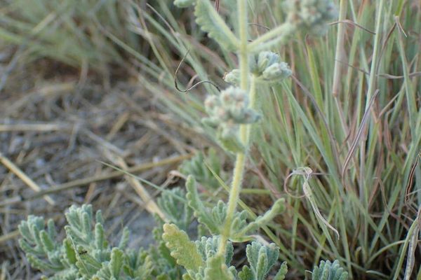 Teucrium capitatum