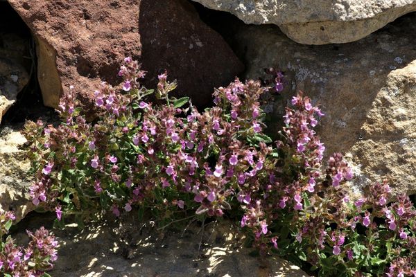 Wall germander