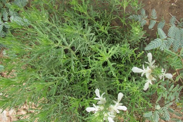 Small coastal germander
