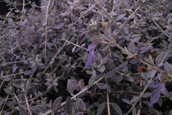 Shrubby germander