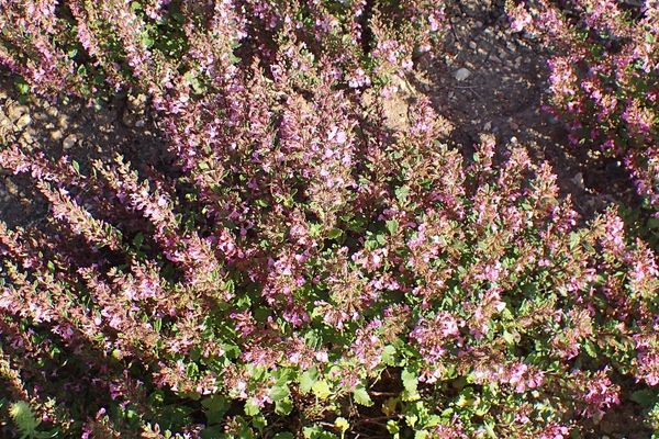 Teucrium lucidum