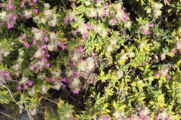 Cat thyme